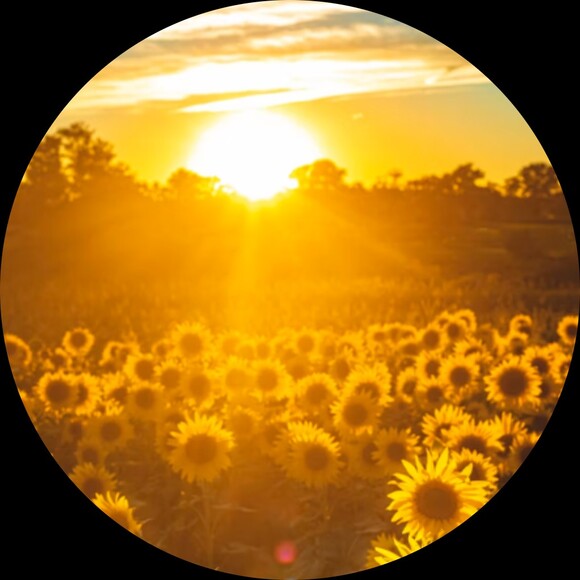 sunshine_2626